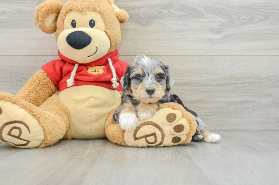 9 week old Mini Schnoodle Puppy For Sale - Premier Pups