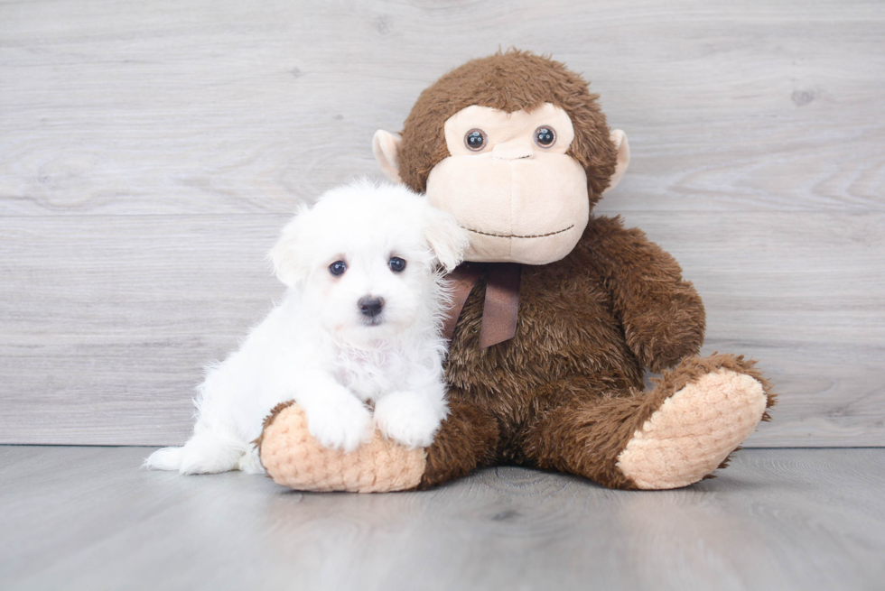 Maltese Pup Being Cute