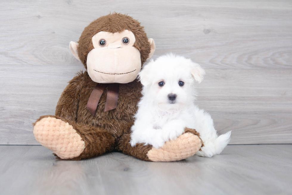 Adorable Maltese Purebred Puppy