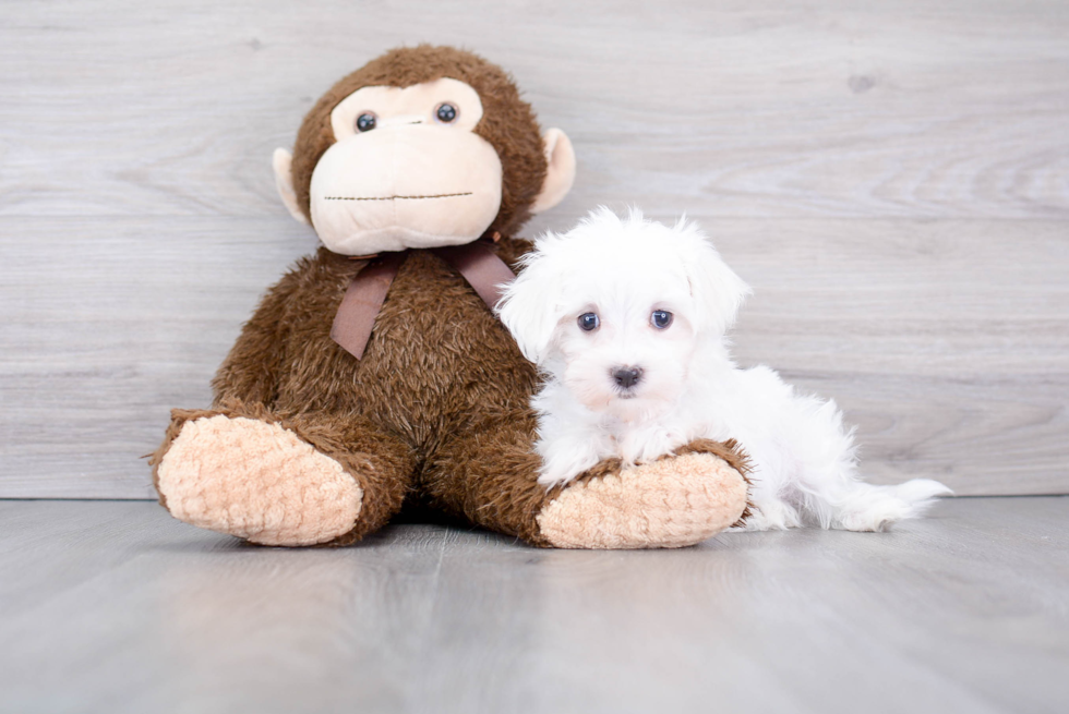 Popular Maltese Baby