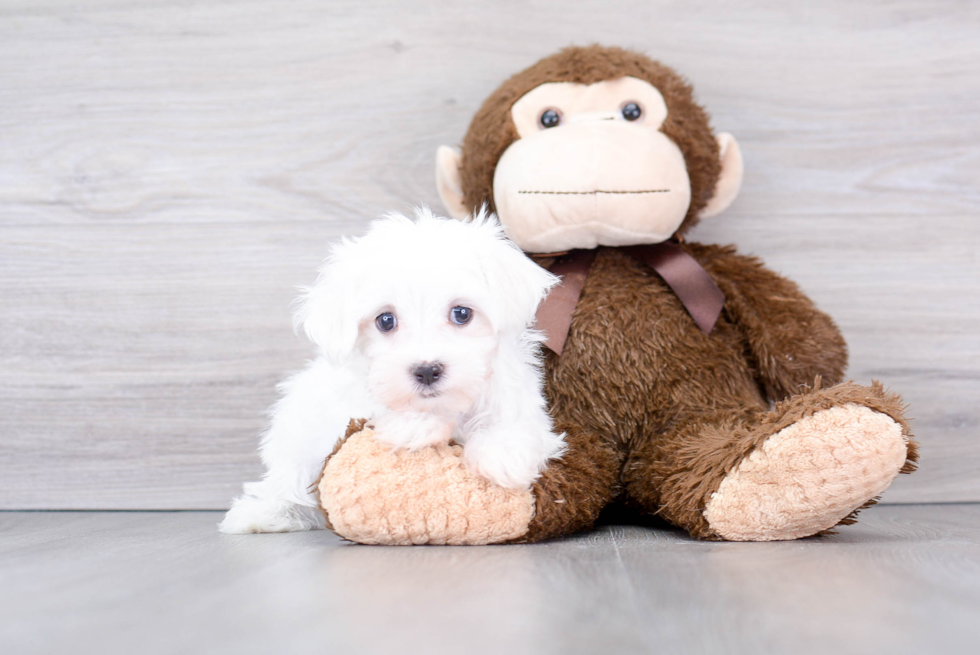 Playful Maltese Purebred Pup