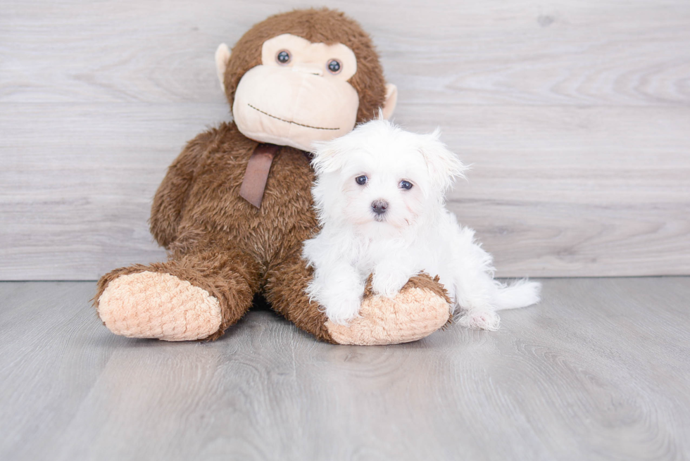 Maltese Puppy for Adoption