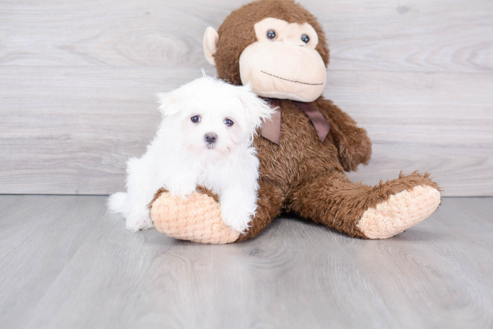 Akc Registered Maltese Baby