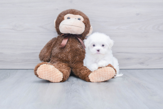 Playful Maltese Purebred Pup