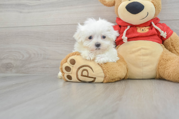 Akc Registered Maltese Baby