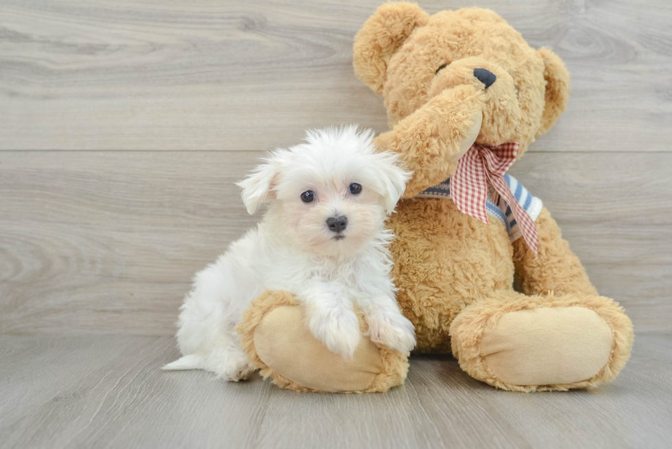 Sweet Maltese Purebred Puppy