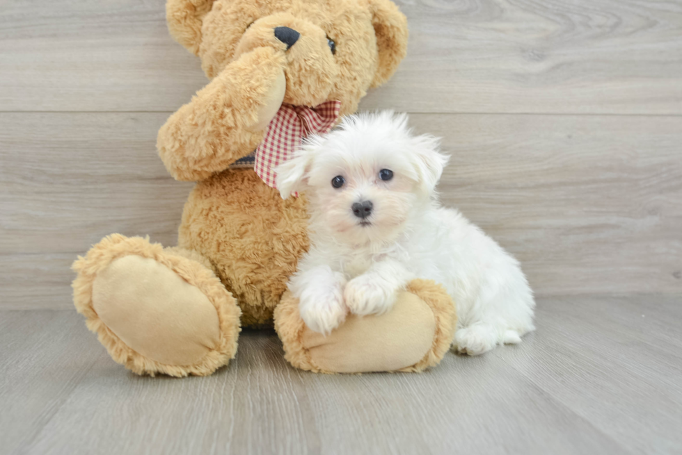 Maltese Pup Being Cute