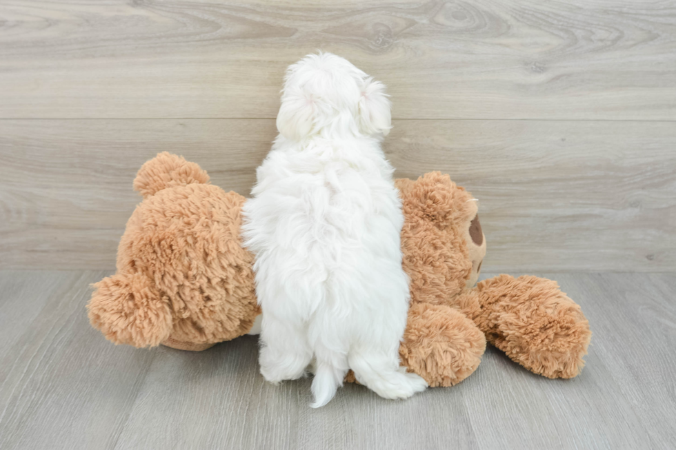 Playful Maltese Purebred Pup