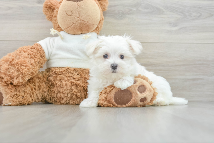 Maltese Pup Being Cute