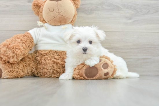 Maltese Pup Being Cute