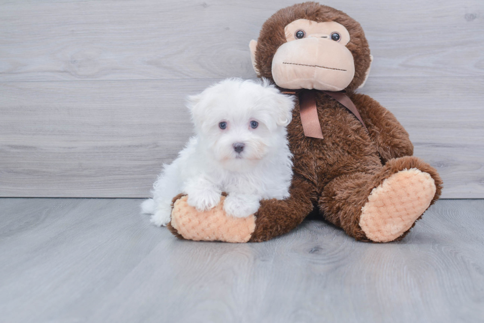 Little Maltese Baby