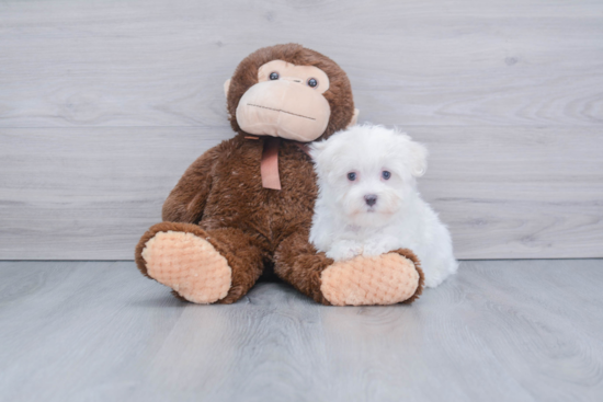 Little Maltese Purebred Pup