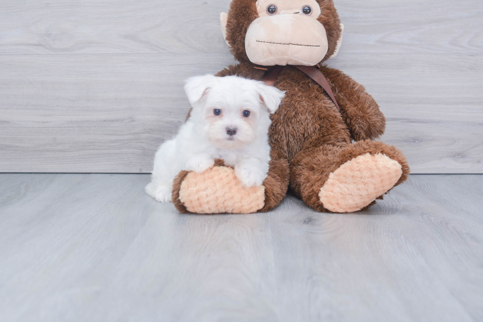 Small Maltese Purebred Pup