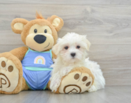 9 week old Maltese Puppy For Sale - Premier Pups