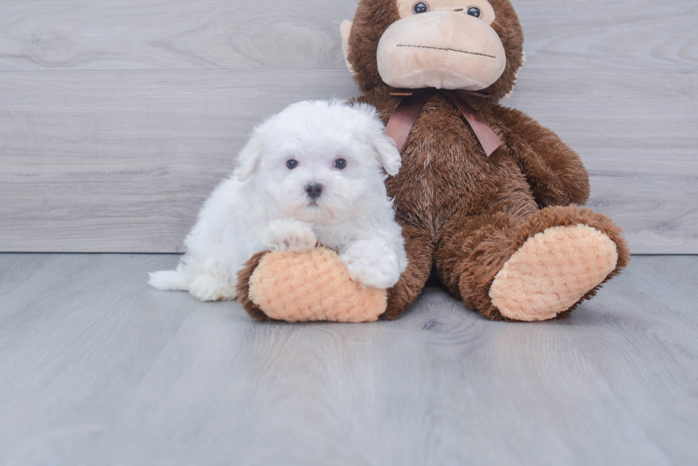 Sweet Maltese Purebred Puppy