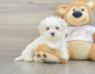 8 week old Maltese Puppy For Sale - Premier Pups