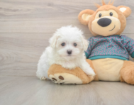 8 week old Maltese Puppy For Sale - Premier Pups