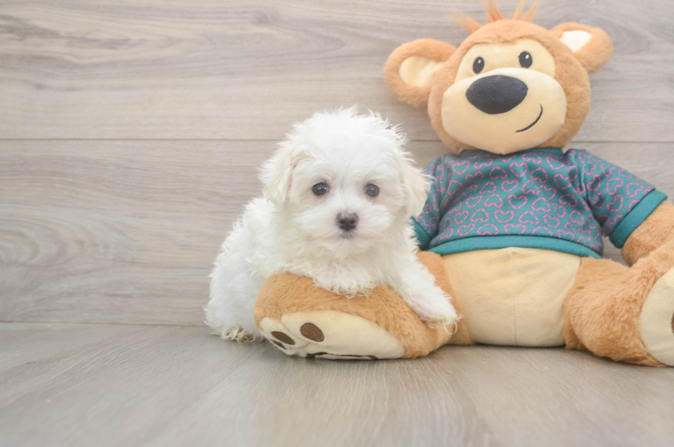 8 week old Maltese Puppy For Sale - Premier Pups