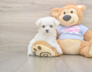 7 week old Maltese Puppy For Sale - Premier Pups