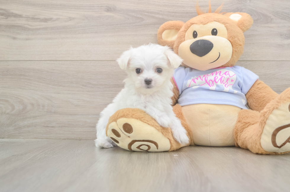8 week old Maltese Puppy For Sale - Premier Pups