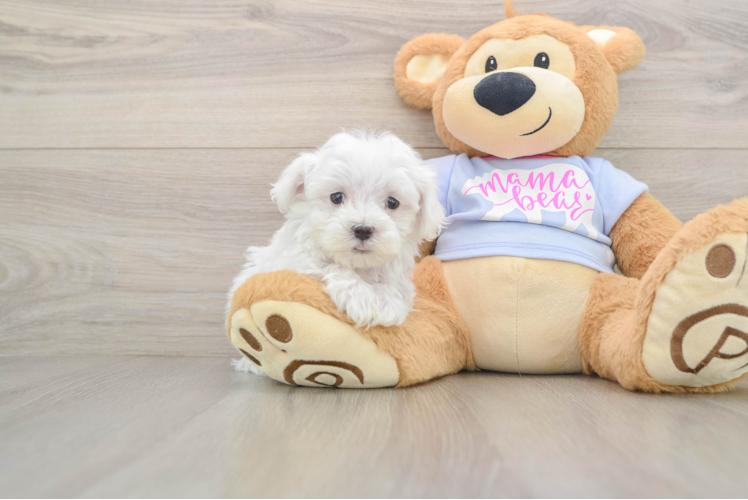 Small Maltese Purebred Pup