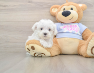 7 week old Maltese Puppy For Sale - Premier Pups