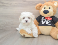 8 week old Maltese Puppy For Sale - Premier Pups