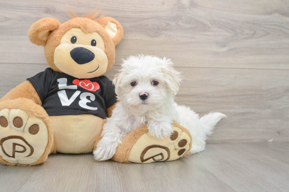 Akc Registered Maltese Purebred Pup