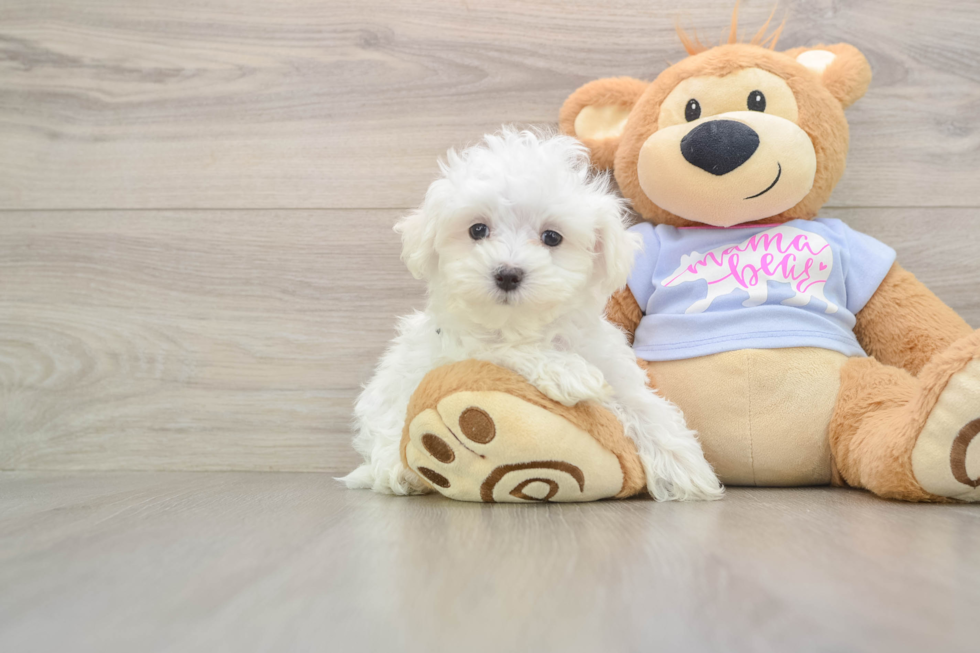 Maltese Pup Being Cute