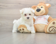 7 week old Maltese Puppy For Sale - Premier Pups
