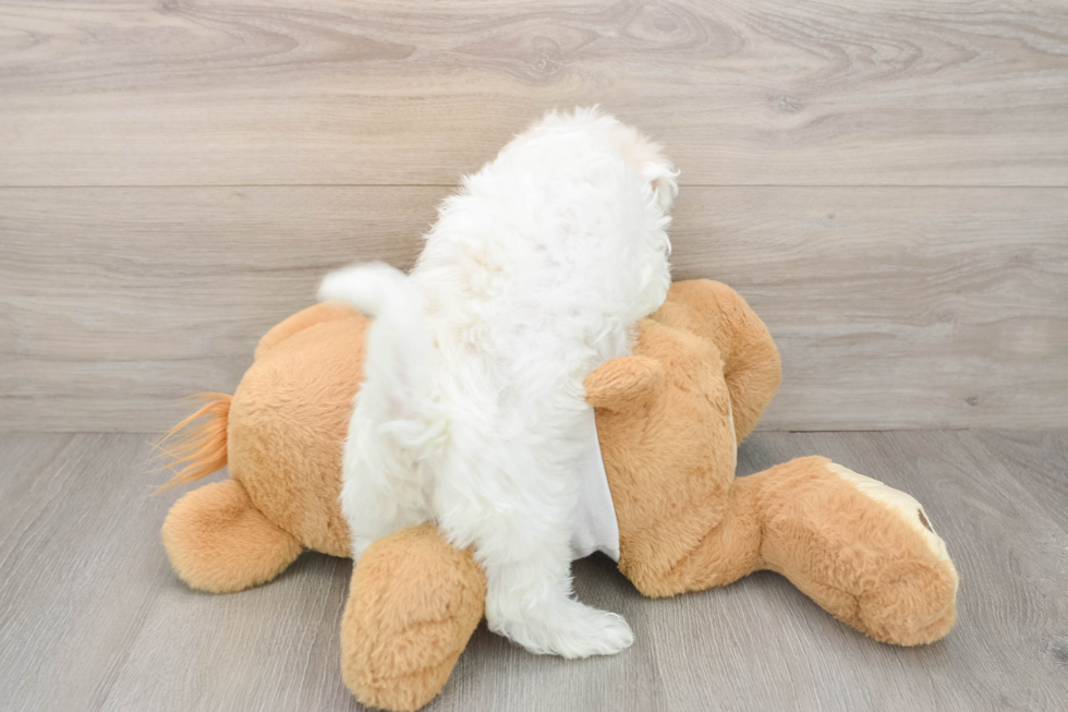 Friendly Maltese Purebred Pup