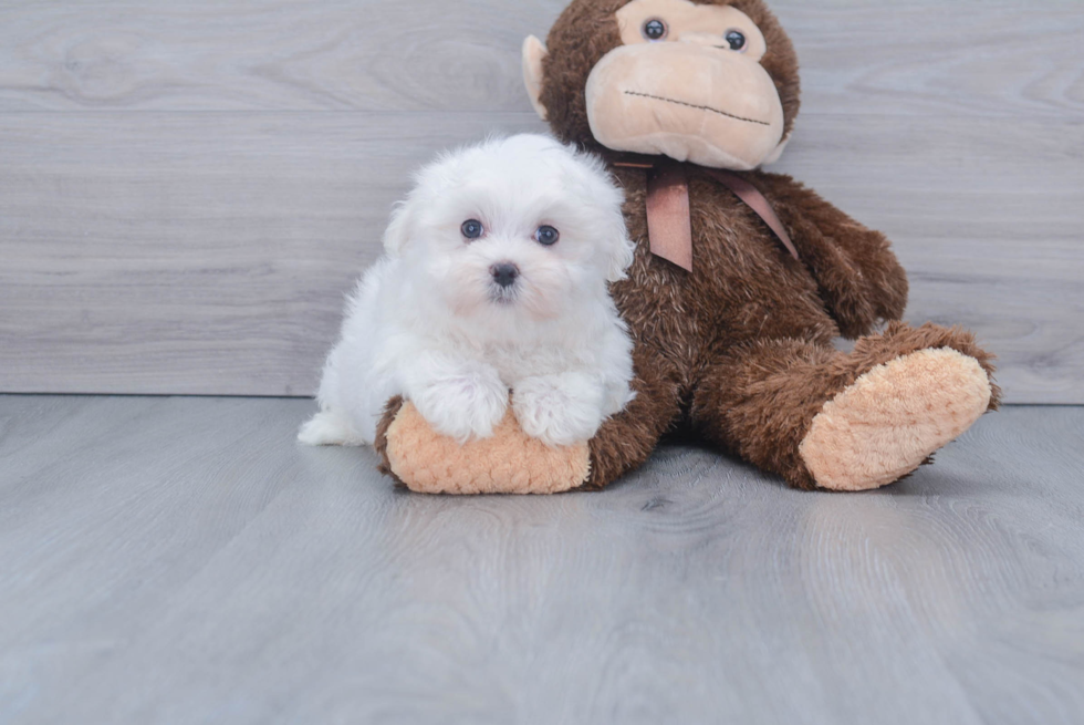 Funny Maltese Purebred Pup