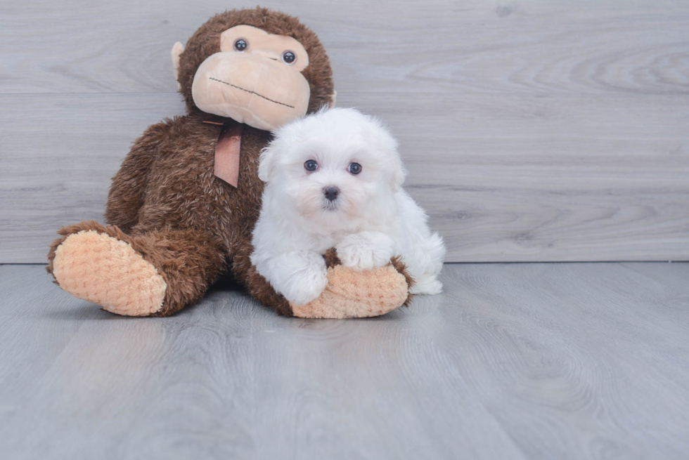 Maltese Pup Being Cute