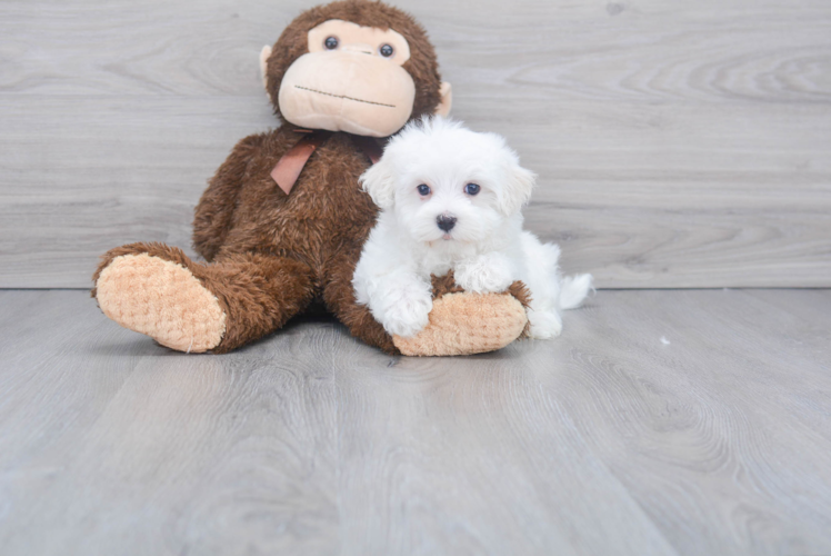 Maltese Pup Being Cute