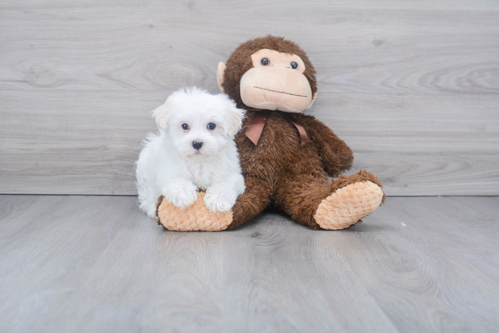 Adorable Maltese Purebred Puppy