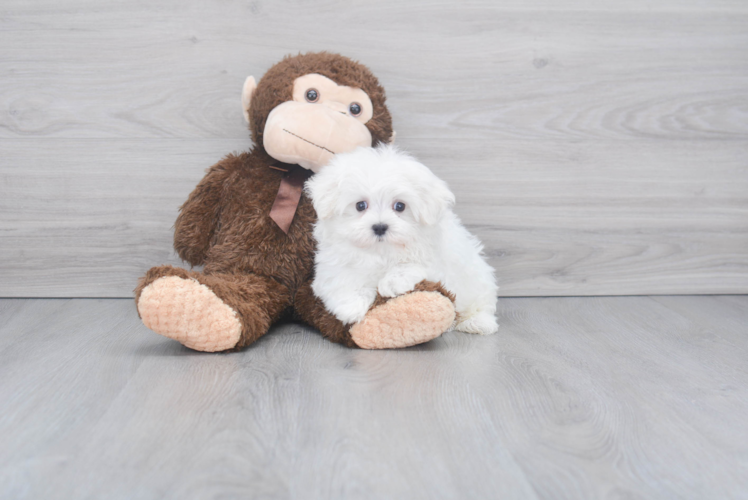 Maltese Pup Being Cute