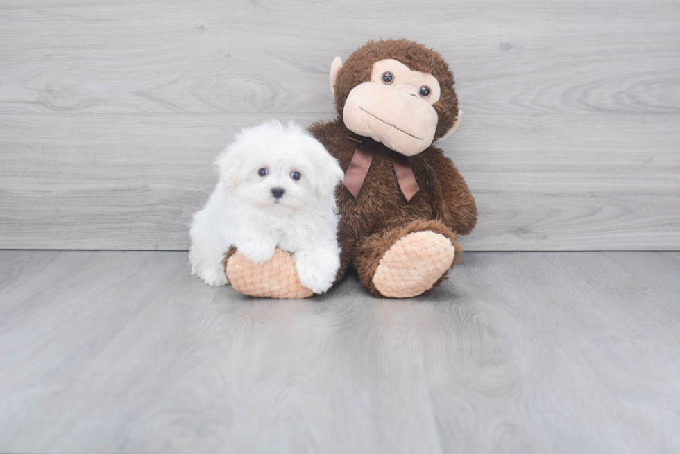 Maltese Pup Being Cute