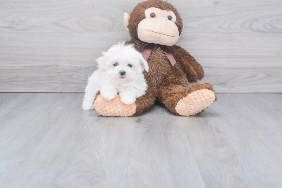 Small Maltese Purebred Pup