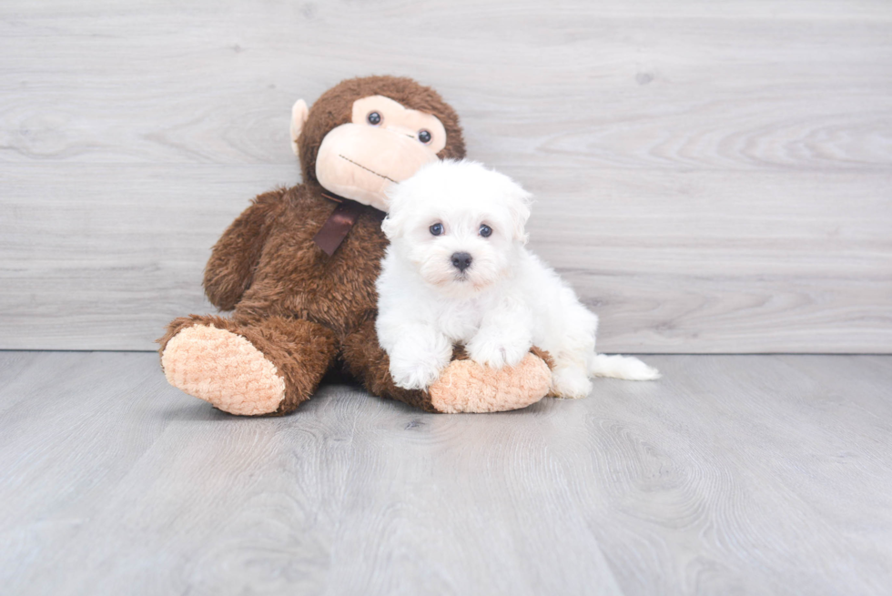 Best Maltese Baby