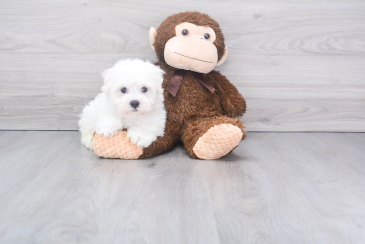 Hypoallergenic Maltese Purebred Pup