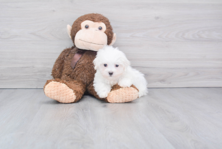 Small Maltese Baby