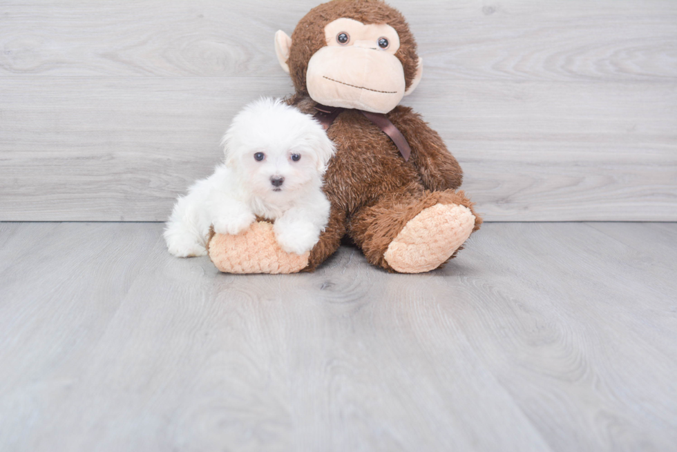 Small Maltese Baby