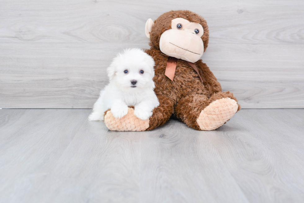 Fluffy Maltese Purebred Puppy