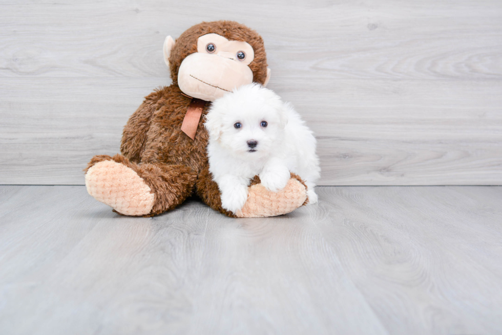 Maltese Pup Being Cute