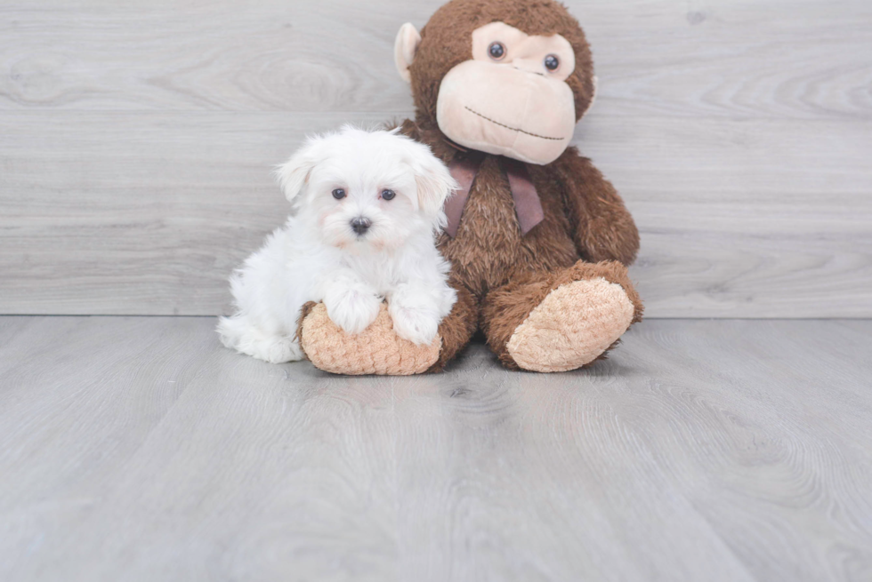 Maltese Pup Being Cute