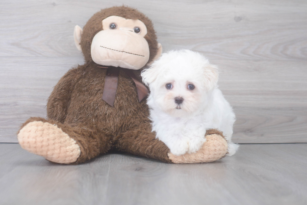 Energetic Maltese Purebred Puppy