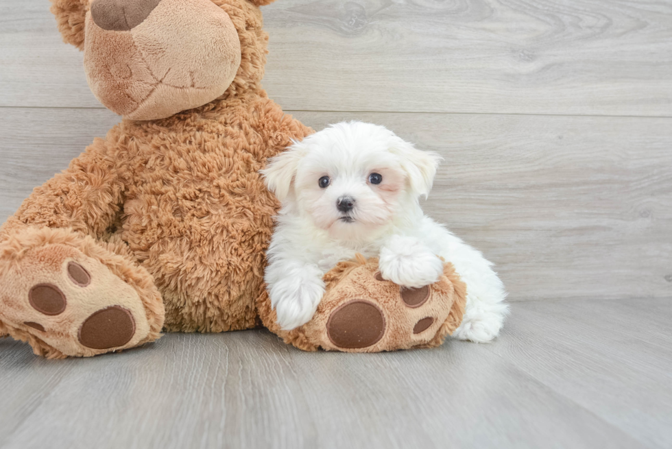 Maltese Puppy for Adoption