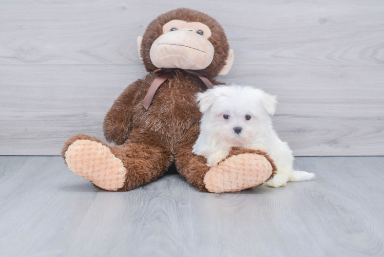 Hypoallergenic Maltese Baby