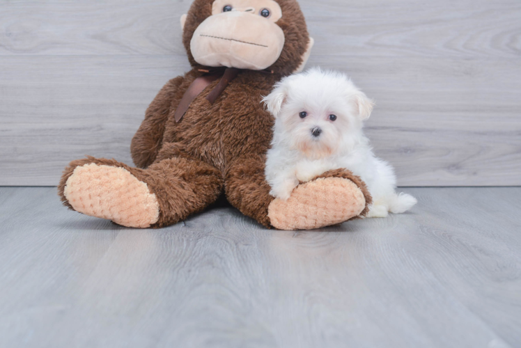 Petite Maltese Purebred Puppy