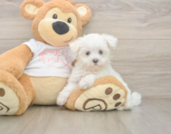 8 week old Maltese Puppy For Sale - Premier Pups